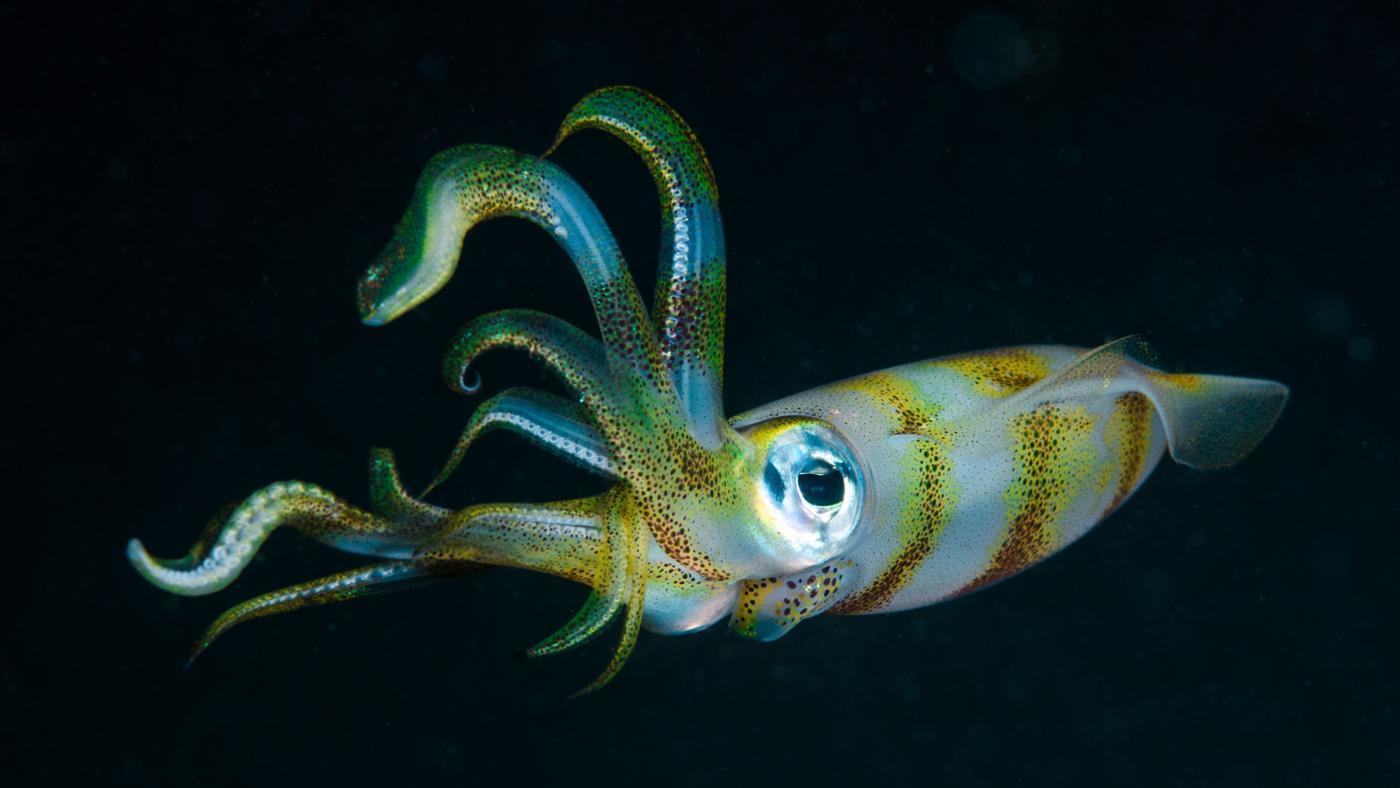 many-legs-squid_c996175886e45e14.jpg.8061b8a496bbefdf17d58c835ef0eeac.jpg