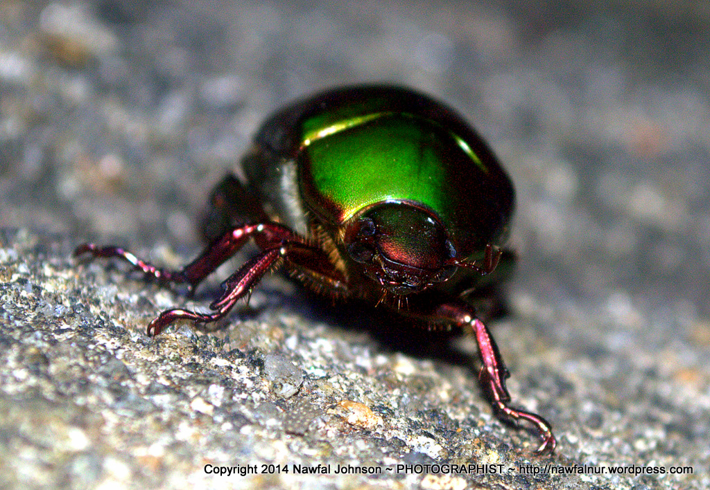 green-beetle-at-night-_dsc3517.jpg.6b053f625bbafbcdf5c2937a602e1cb4.jpg