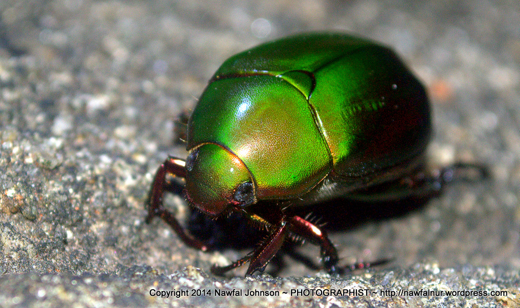 green-beetle-at-night-_dsc3514.jpg.db0d6c2ff713baacb92b53174bf7e197.jpg